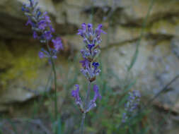 Image of Lavandula angustifolia subsp. angustifolia