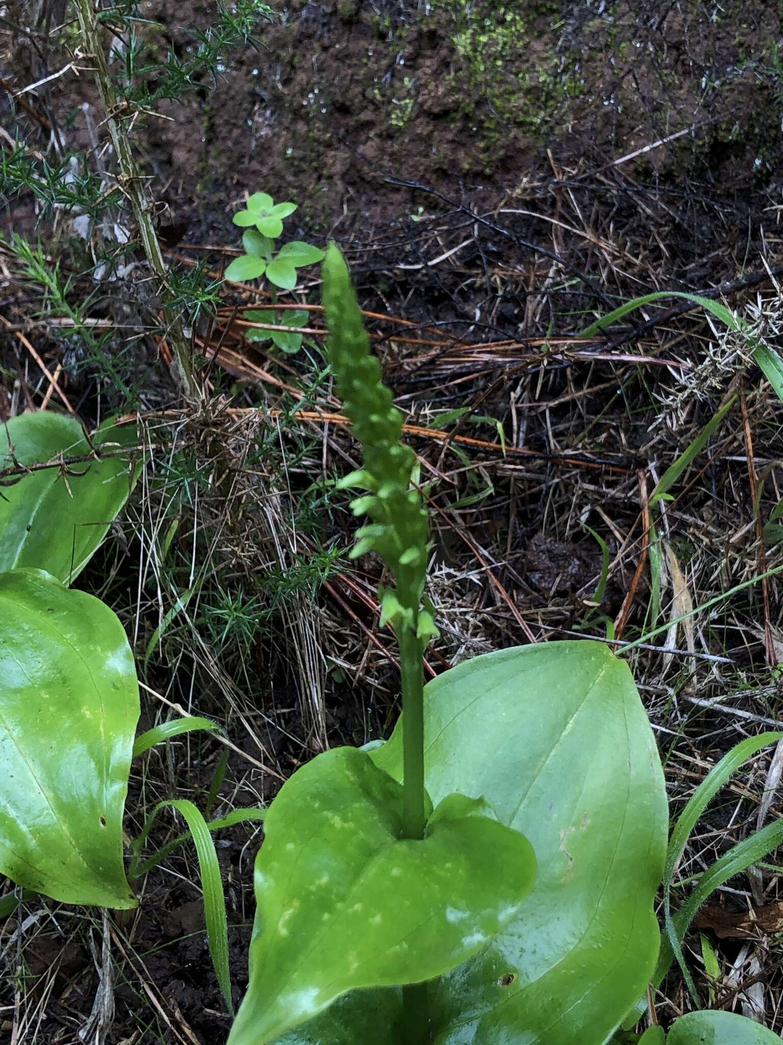 Image of Gennaria diphylla (Link) Parl.