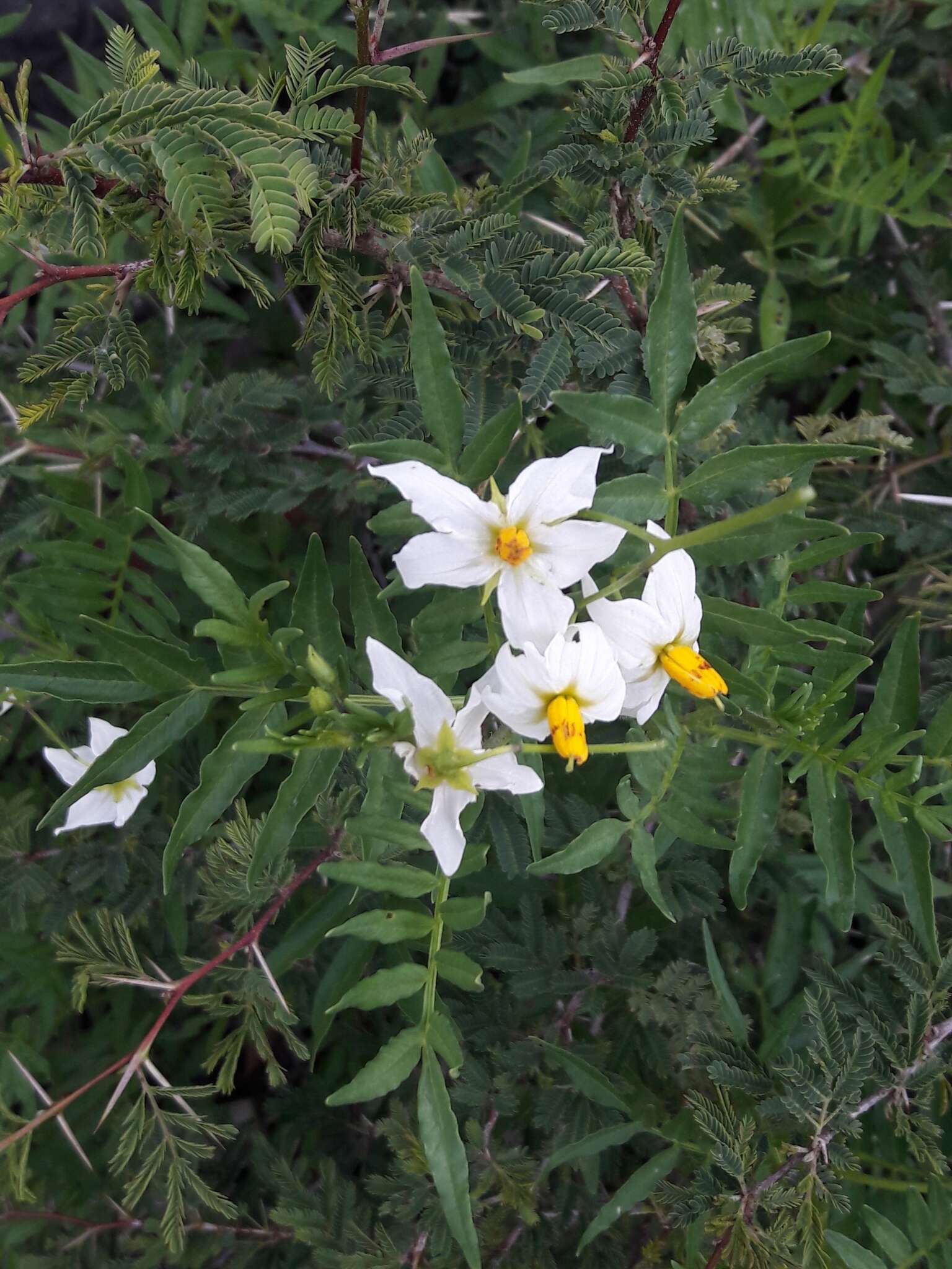 Imagem de Solanum pinnatisectum Dun.