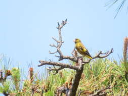 Image of Grey-capped Greenfinch