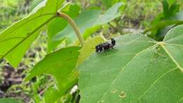 Leistotrophus versicolor (Gravenhorst 1806) resmi