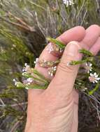 Image of Spatalla ericoides Phillips