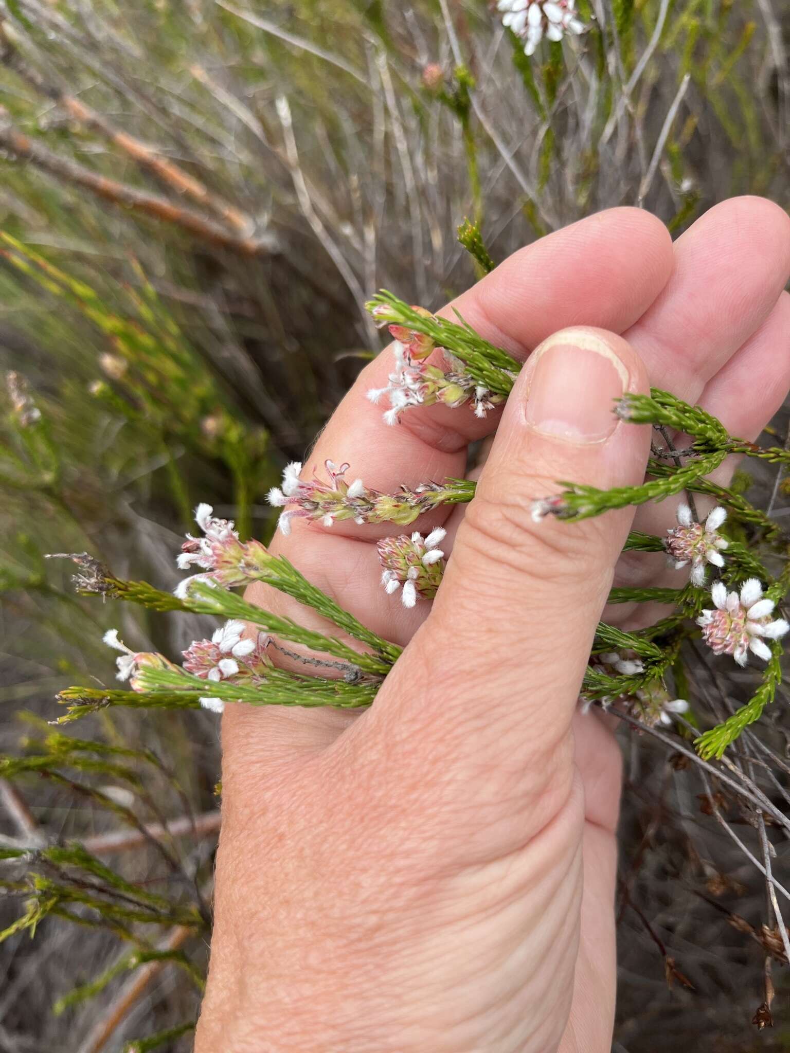 Image of Spatalla ericoides Phillips