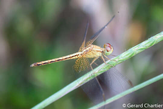 Image of Neurothemis intermedia (Rambur 1842)