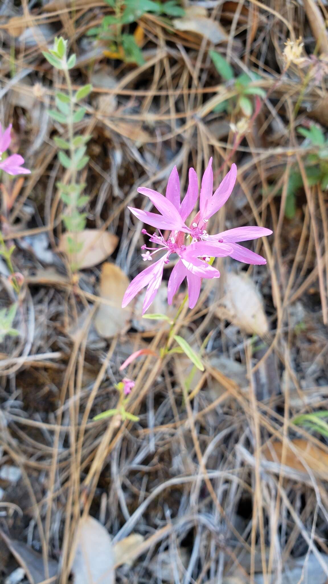 Plancia ëd Clarkia biloba subsp. biloba