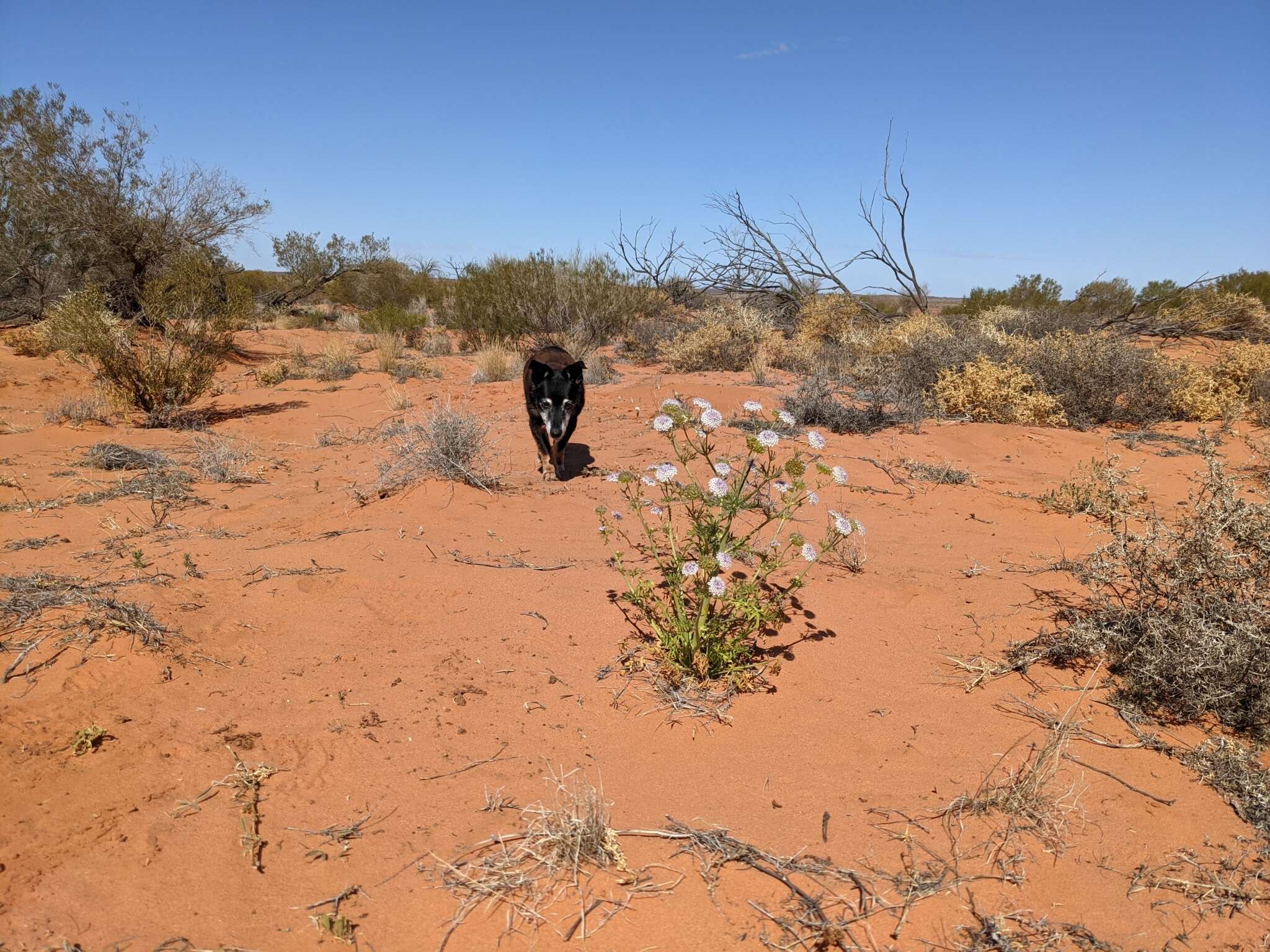 Imagem de Trachymene glaucifolia (F. Müll.) Benth.