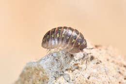 Image of Southern Pill Woodlouse