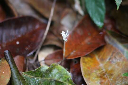 Image de Voyria alba (Standl.) L. O. Wms.