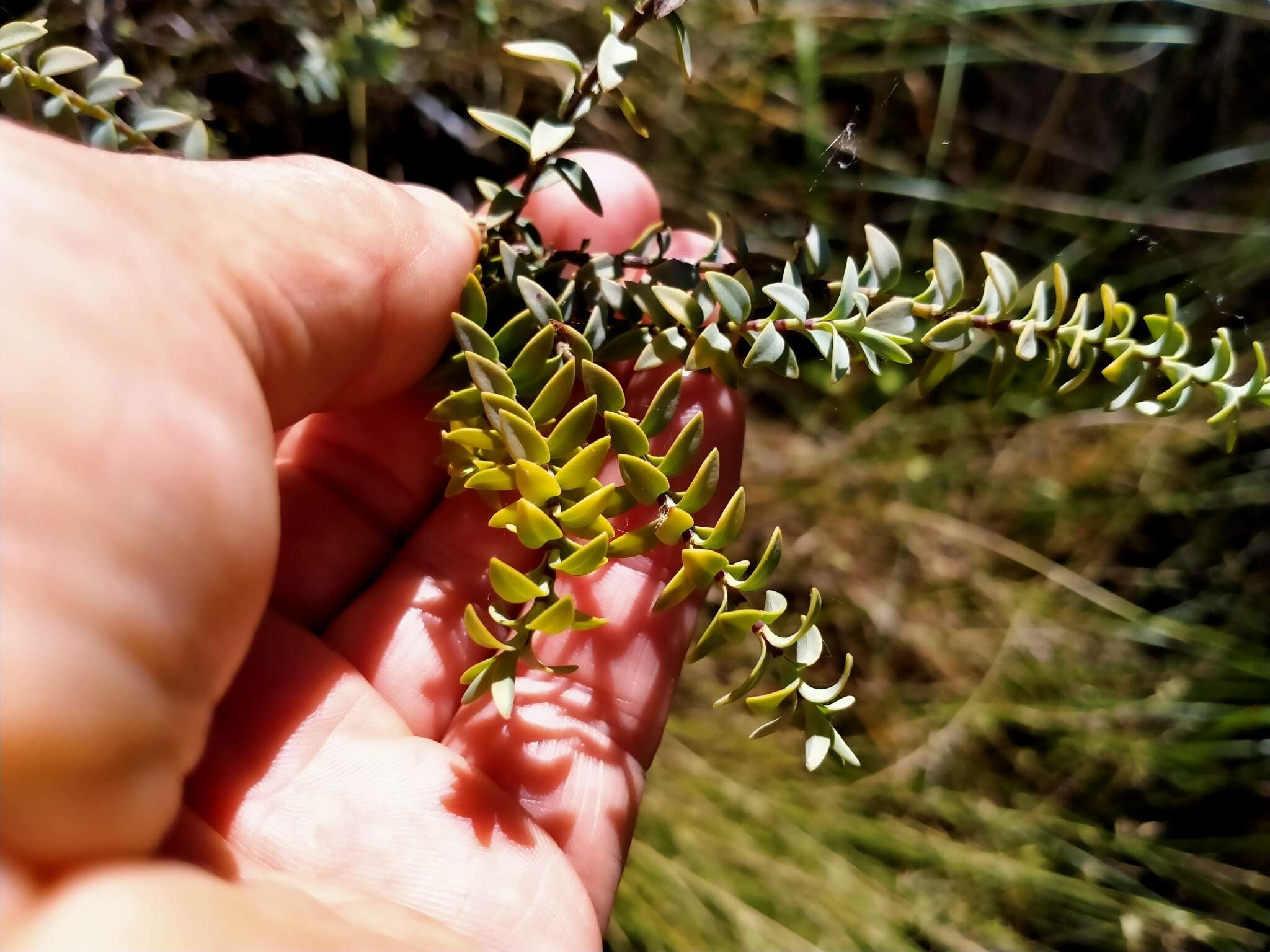 Image of Veronica pimeleoides subsp. faucicola (Kellow & Bayly) Garn.-Jones