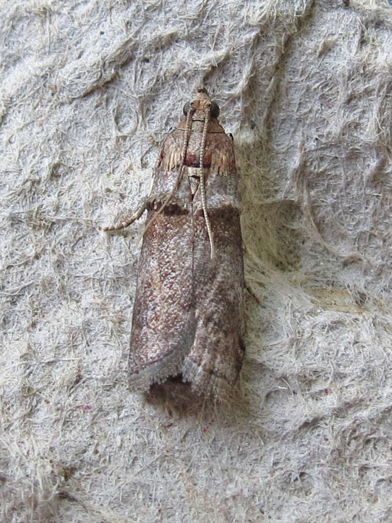 Image of Acrobasis rubrifasciella Packard 1874