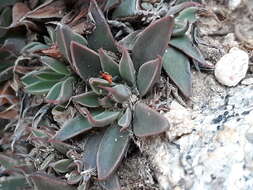 Image of San Francisco River leatherpetal