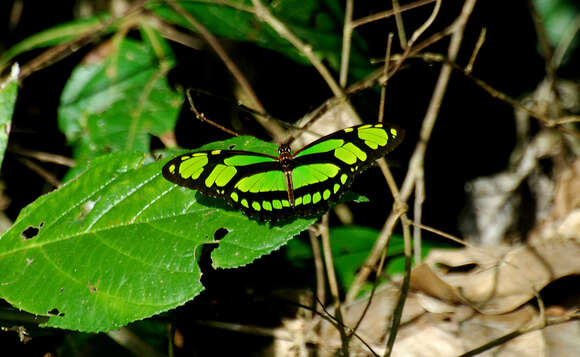 Image of dido longwing