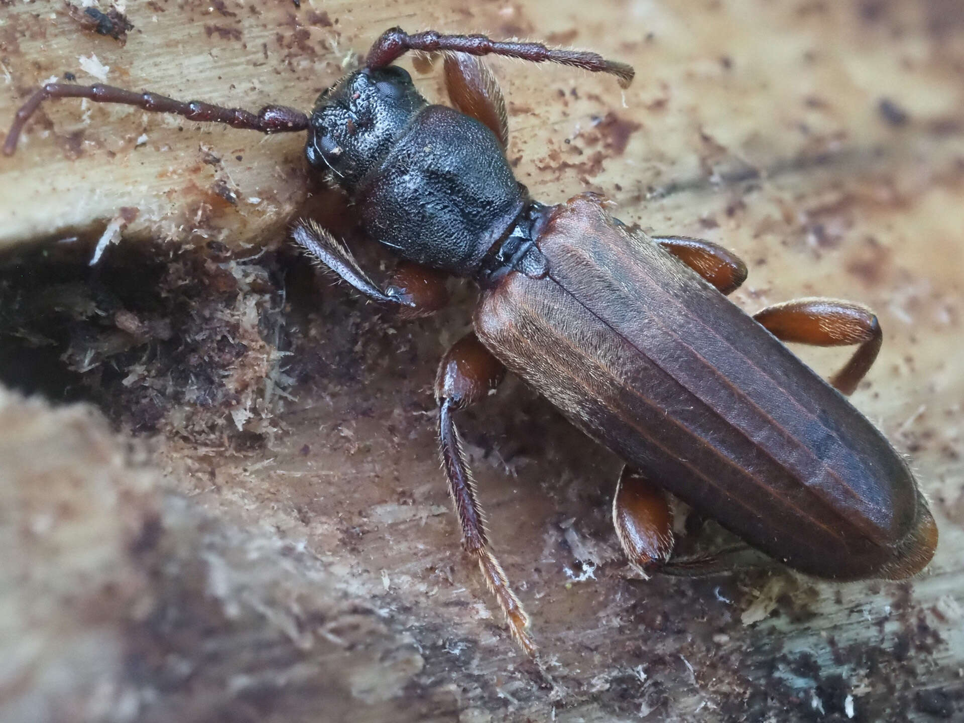 Image of Brown spruce longhorn beetle