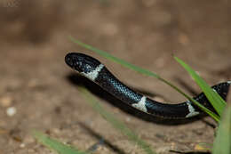 Tropidodipsas fasciata Günther 1858 resmi