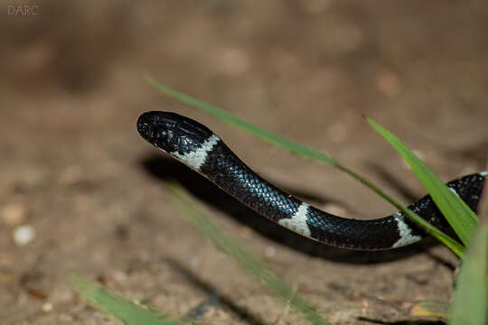 Image of Banded Snail Sucker