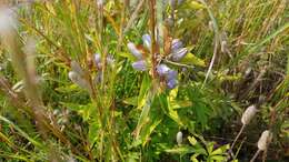 Image of gentian