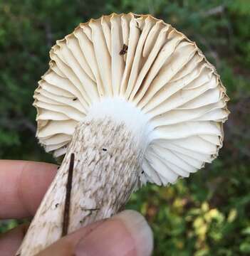 Image of Hygrophorus inocybiformis A. H. Sm. 1944