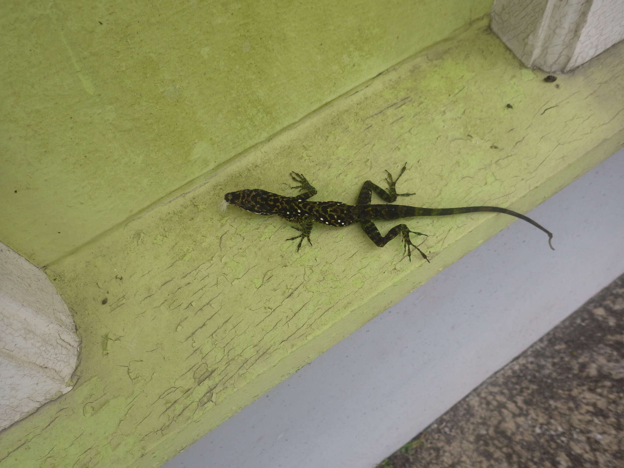 Image of Martinique's Anole