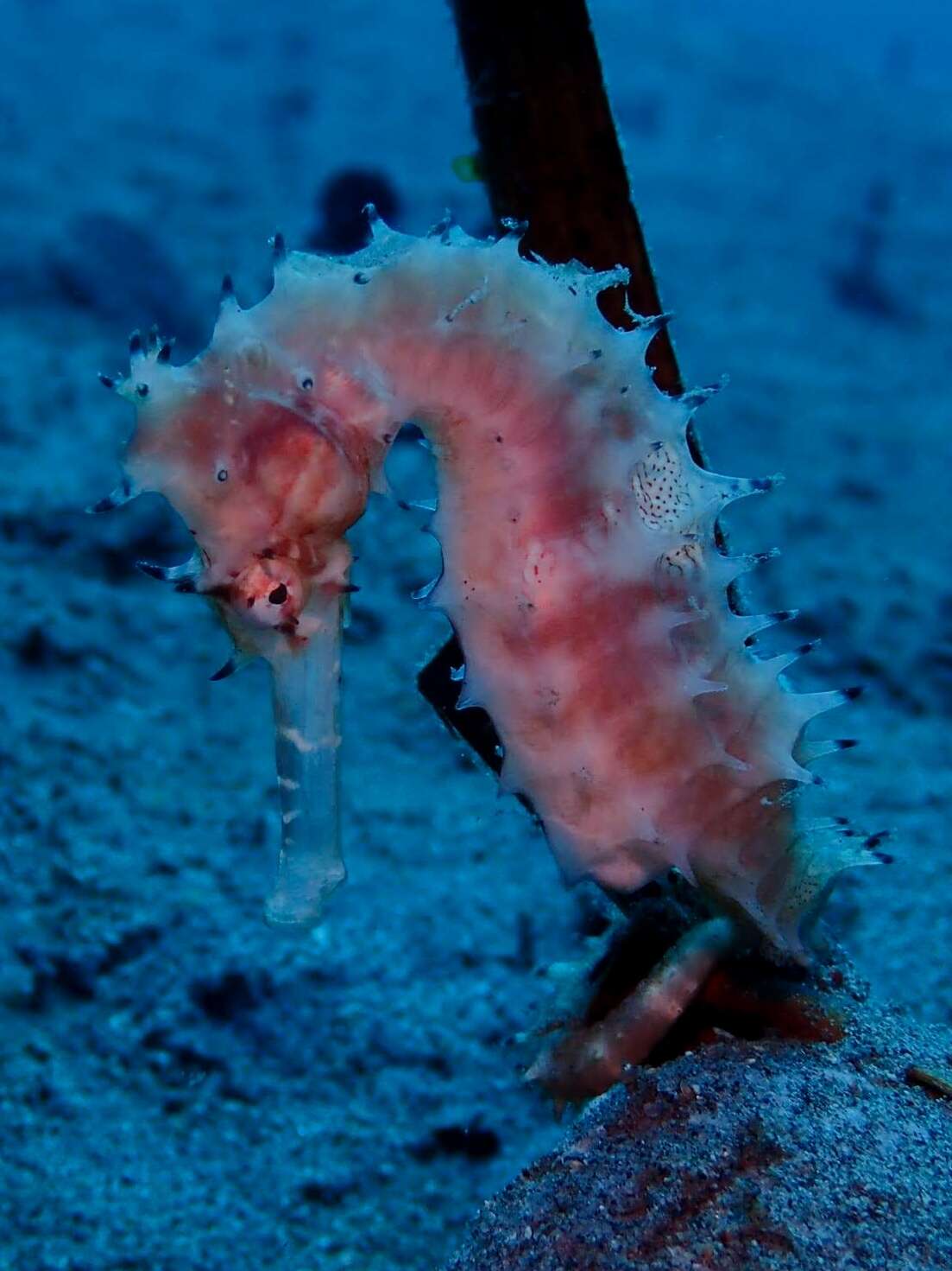 Image of Spiny Seahorse