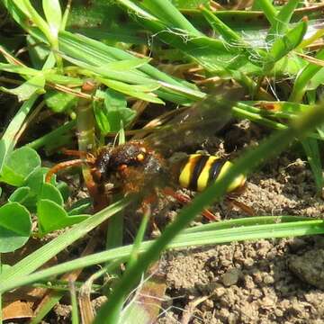 Image of Nomada lathburiana (Kirby 1802)