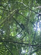 Image of Puerto Rican Owl