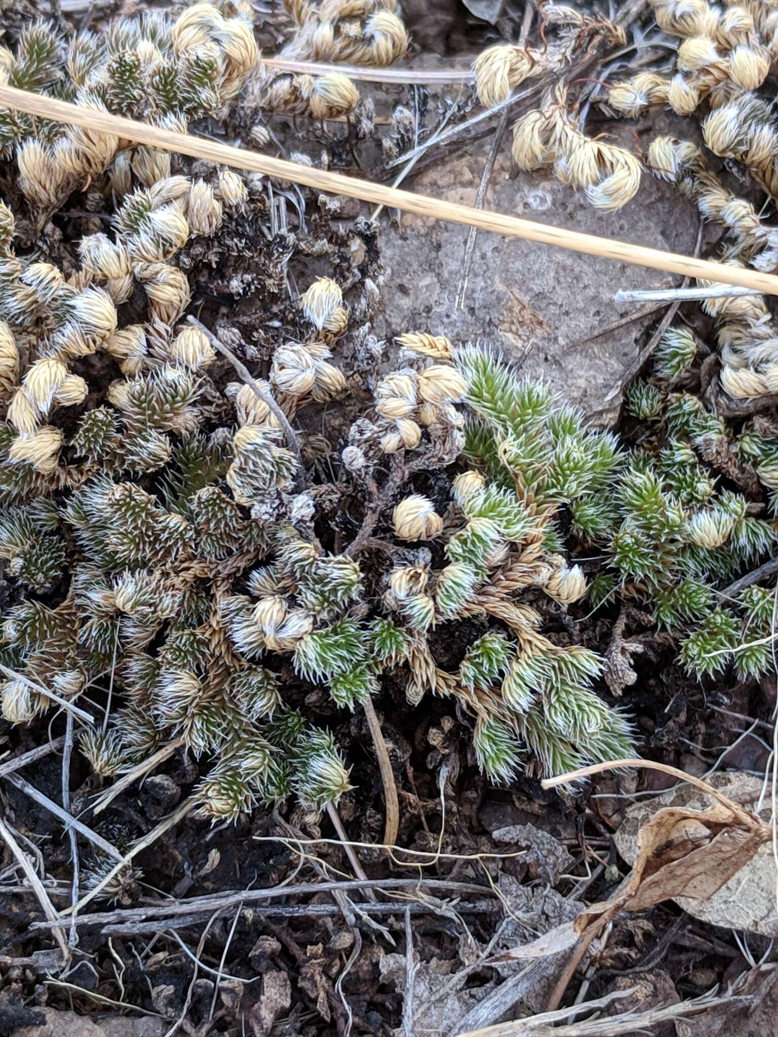 Image of Peruvian spikemoss