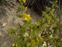 Image of Hemichaena coulteri (Gray) Thieret