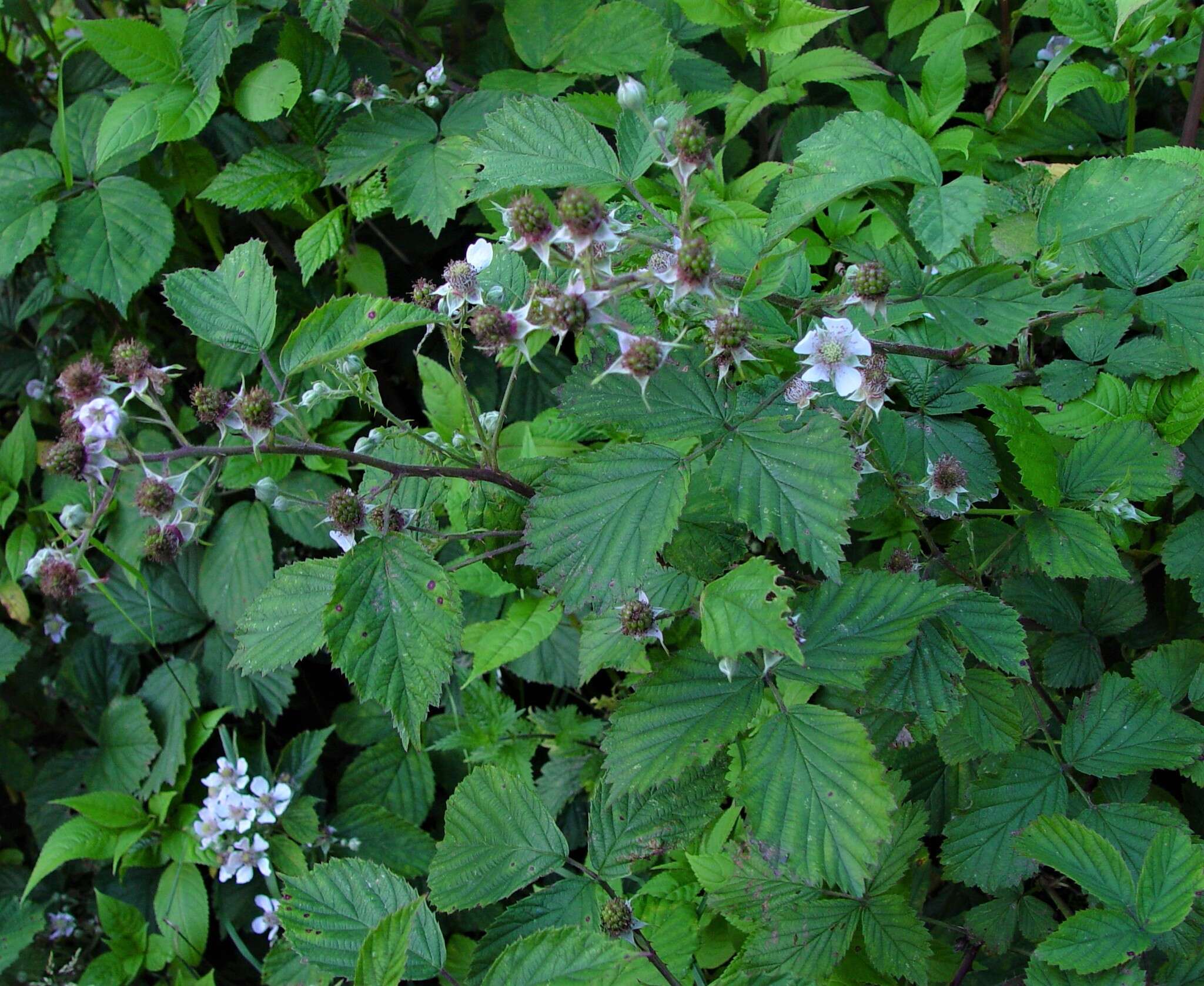 Image of Rubus nemoralis P. J. Müll.