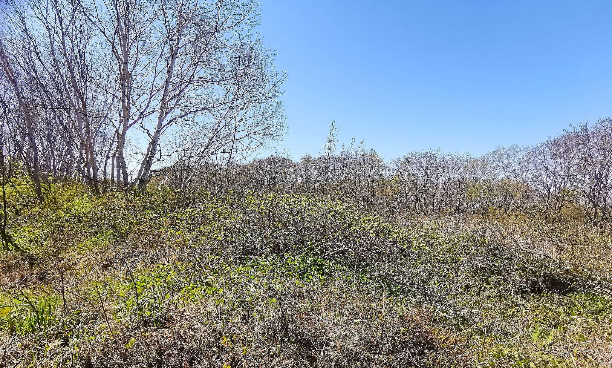 Imagem de Lonicera caerulea subsp. edulis (Turcz. ex Herder) Hultén