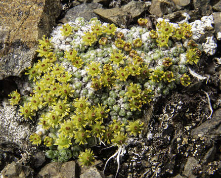 Image of ciliate saxifrage