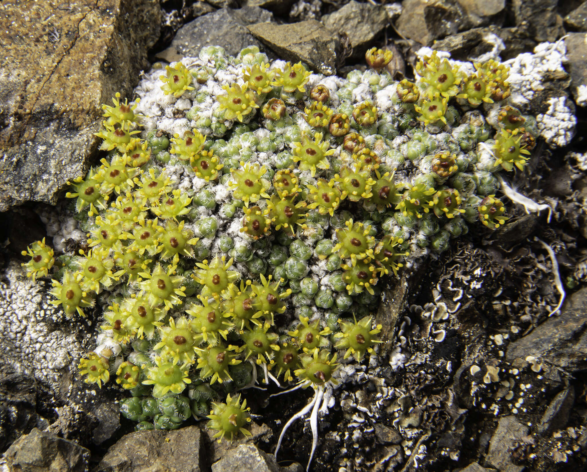 Image de Saxifraga eschscholtzii Sternb.