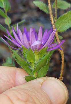 Image of barrens silky aster