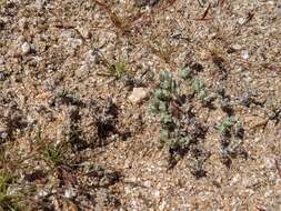 Image of dwarf cottonrose