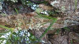 Image of Angraecum potamophilum Schltr.