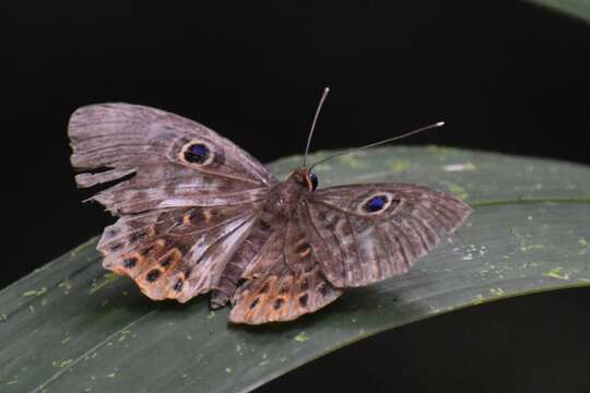 Image of Eurybia patrona Weymer 1875