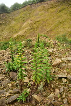 Plancia ëd Hemichaena fruticosa Benth.