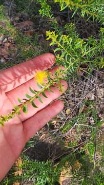 Image of Acacia nuperrima Baker fil.