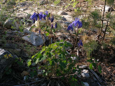 Aquilegia sibirica Lam. resmi