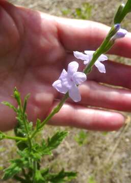 Image of Gulf vervain