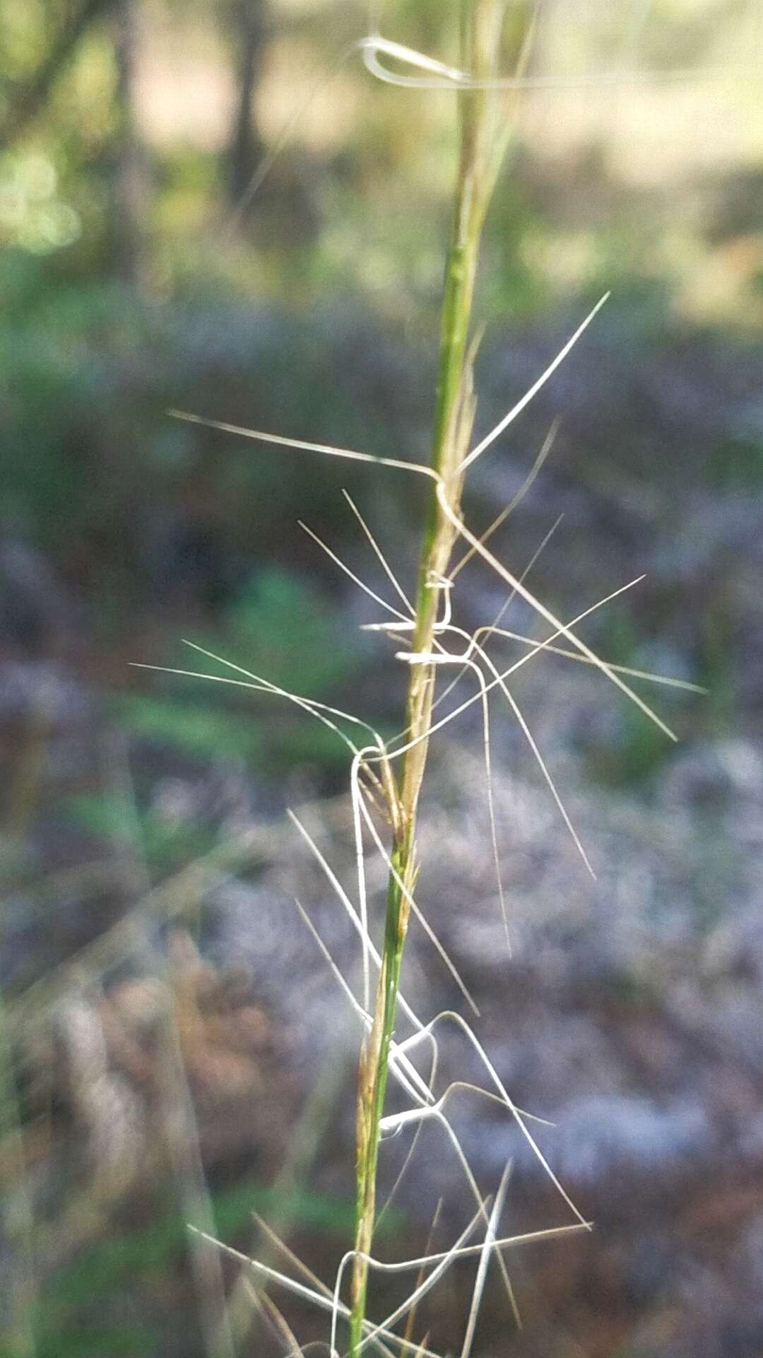 Imagem de Aristida virgata Trin.