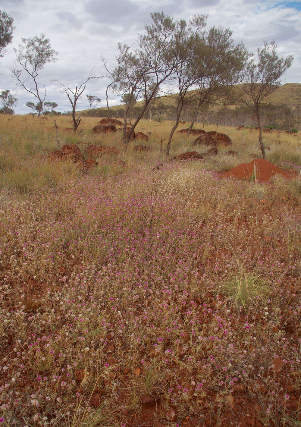 Image of Gomphrena canescens subsp. canescens