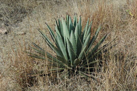 Agave macroacantha Zucc. resmi