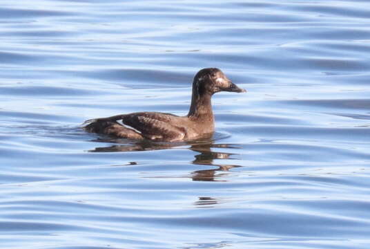 Image of White-winged Scoter