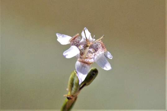 Image of Tigridia arequipensis Montesinos, A. Pauca & Revilla