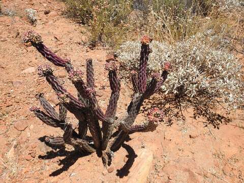 Image of Cylindropuntia californica var. rosarica (G. E. Linds.) Rebman