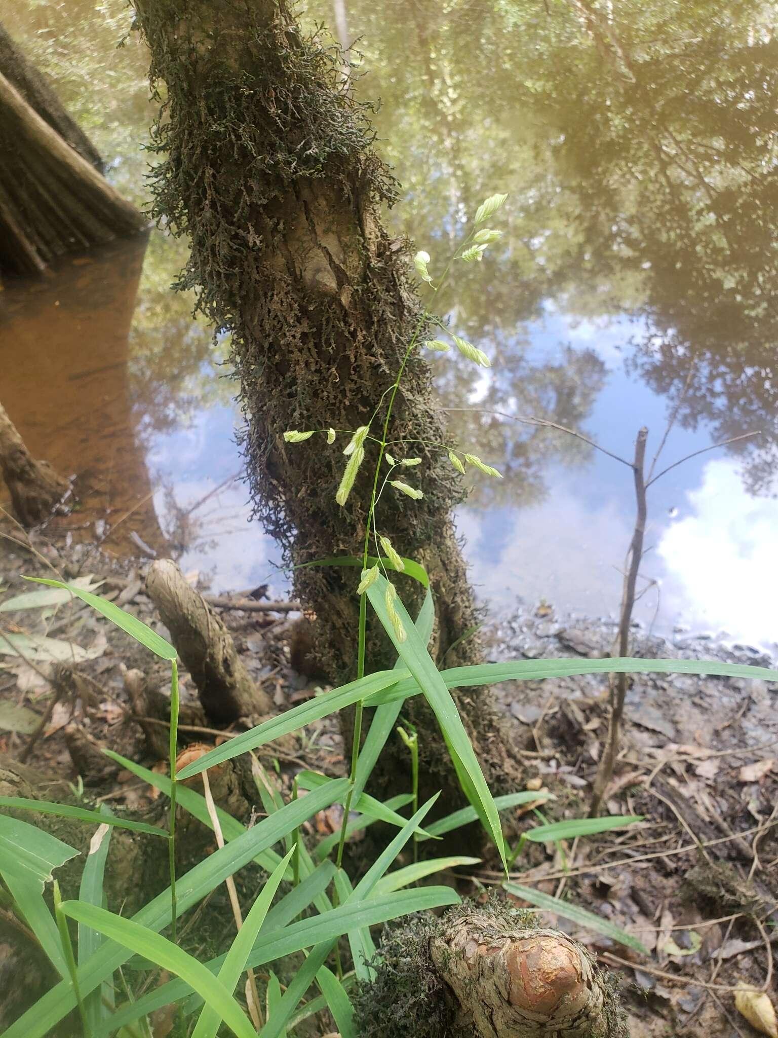 Image of Catchfly Grass