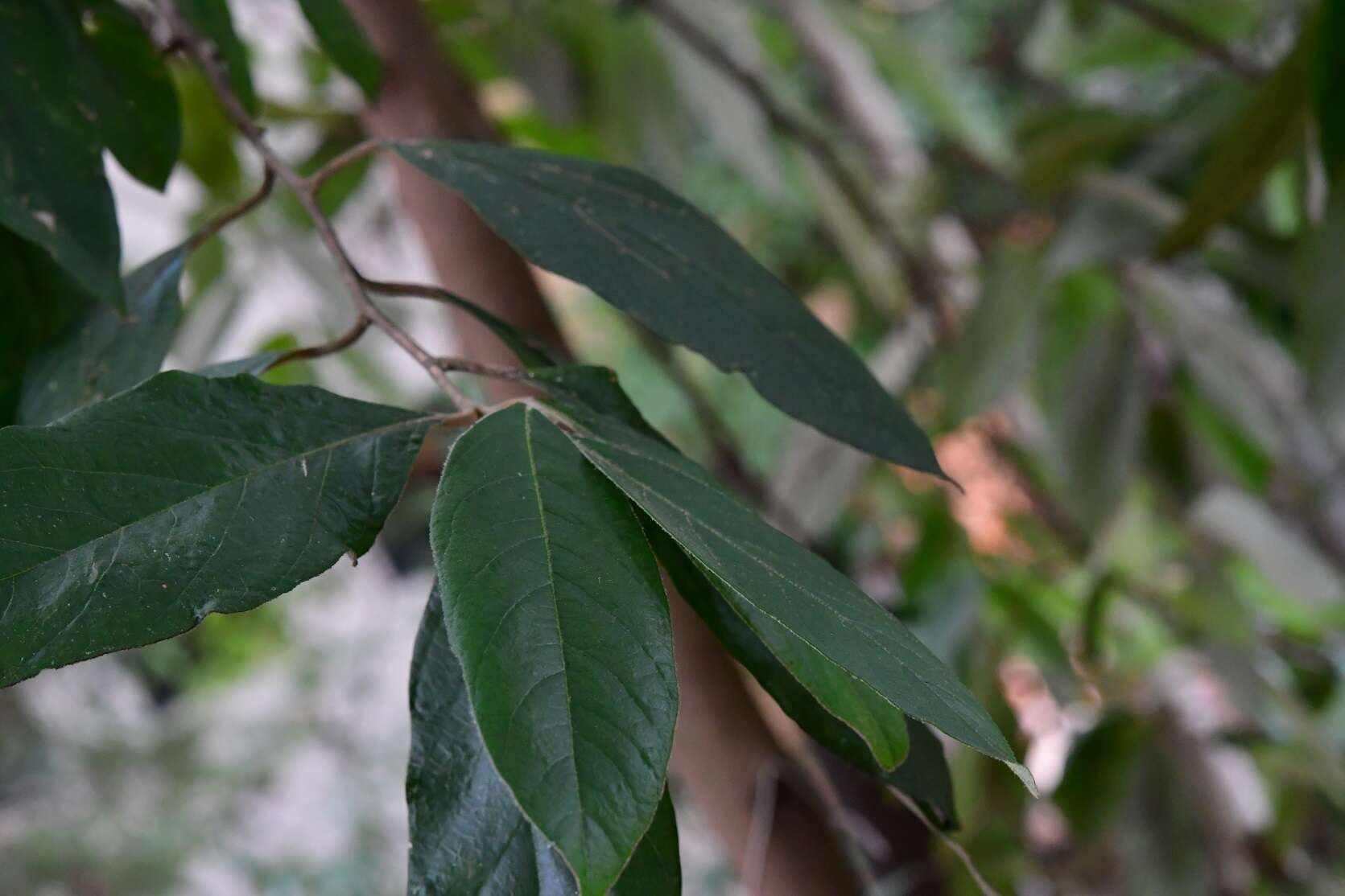 Image of Styrax argenteus Presl