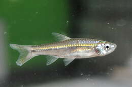 Image of Silver rasbora