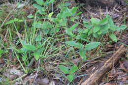 Image of mount lofty daisy-bush