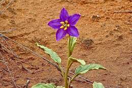 Image of Solanum esuriale Lindl.